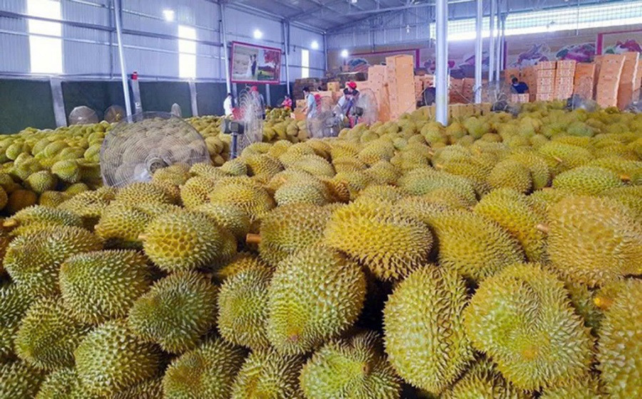 Giá nông sản hôm nay 53 Cà phê và hồ tiêu đồng loạt giảm sầu riêng neo cao lúa gạo ổn định