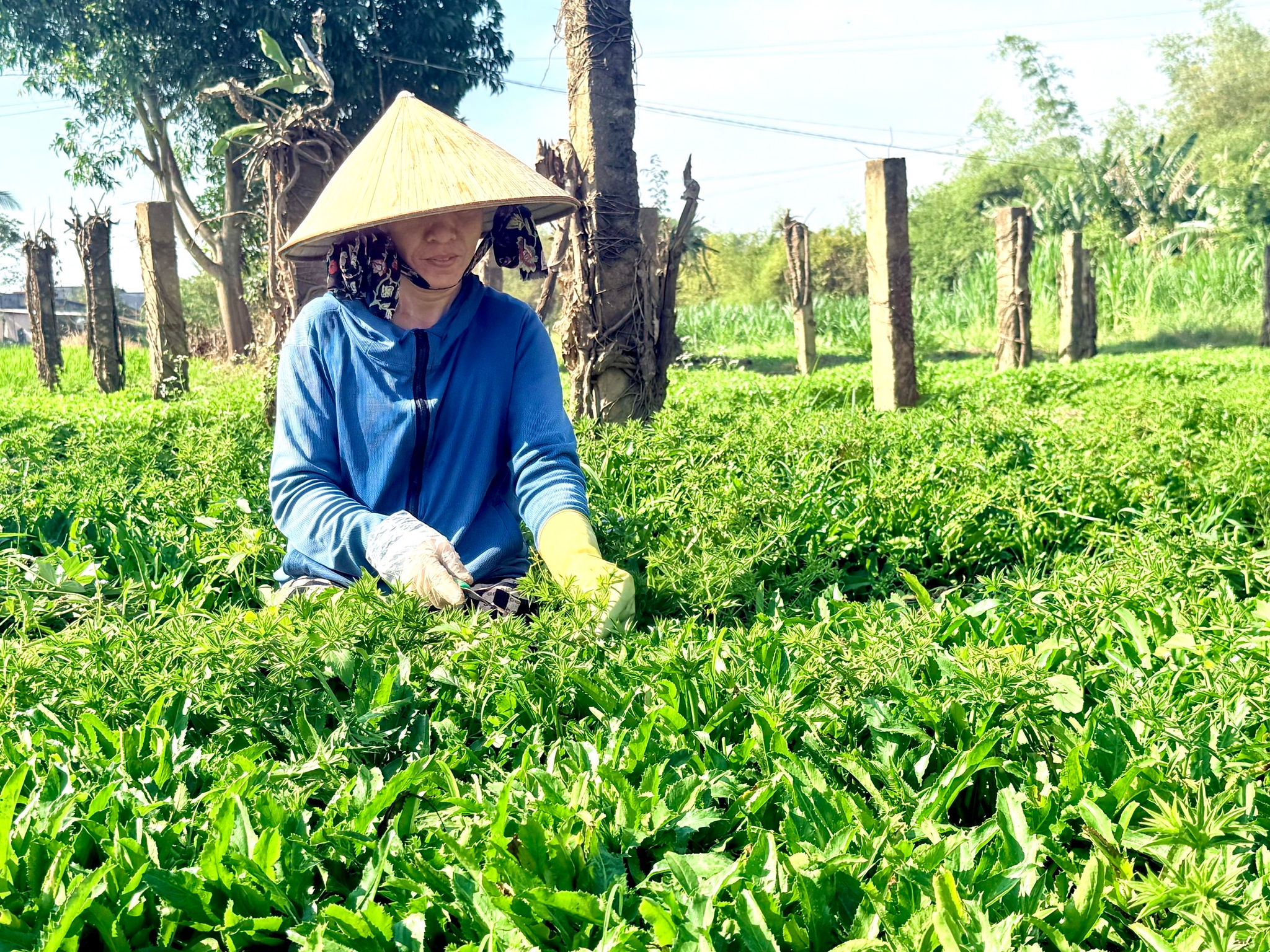 Chị Mười tần tảo chăm sóc vườn rau, khôi phục sản xuất sau mưa lũ.