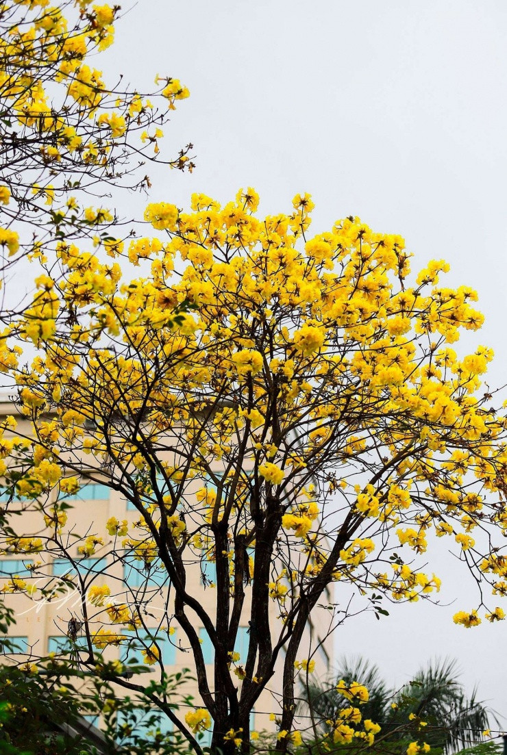 Hoa Phong Linh nở bung sắc vàng tại con phố Lý Thường Kiệt và Hỏa Lò. (Ảnh: Lê Thanh)