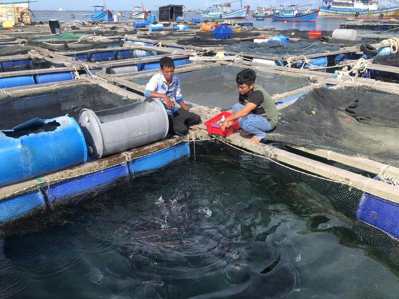 Toàn tỉnh Lâm Đồng chuyển đổi nghề hàng ngàn ngư dân từ khai thác sang nuôi trồng thủy sản trong 5 năm tới
