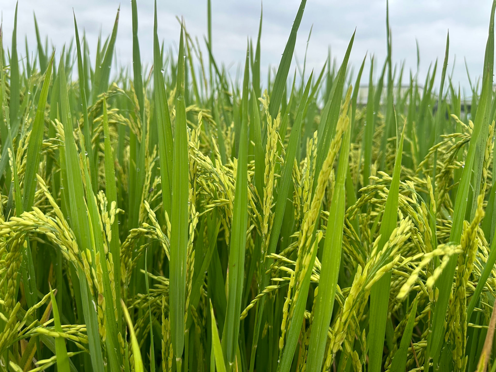 Lúa đông xuân giai đoạn trổ đòng, hứa hẹn năng suất cao.