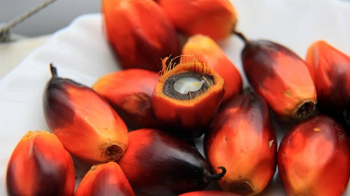 Bảng giá dầu thực vật và các chỉ số liên quan trong phiên giao dịch