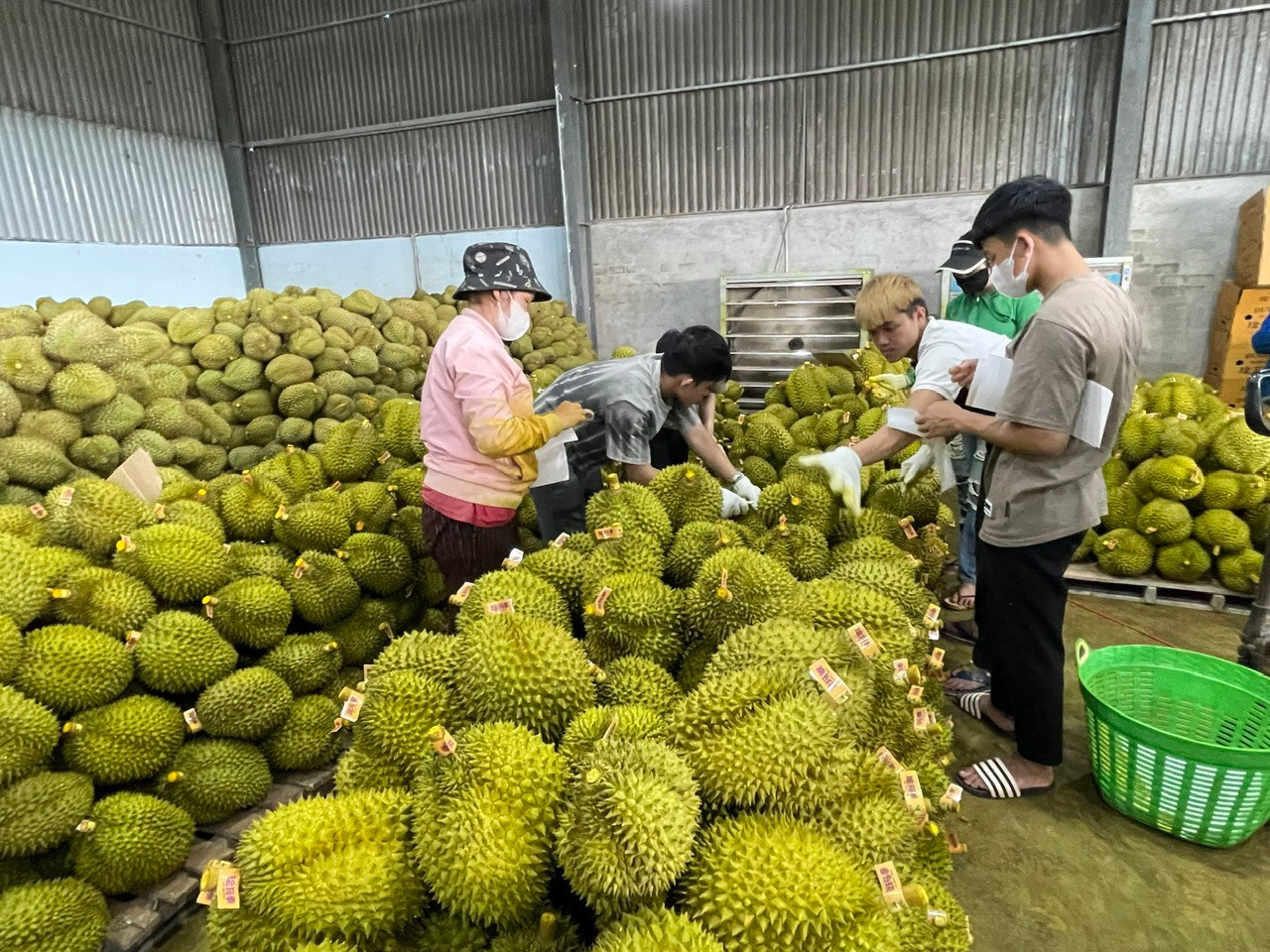 Việc kiểm soát chặt từ sản xuất đến xuất khẩu giúp nông sản Lâm Đồng đáp ứng nhu cầu thị trường tiêu thụ