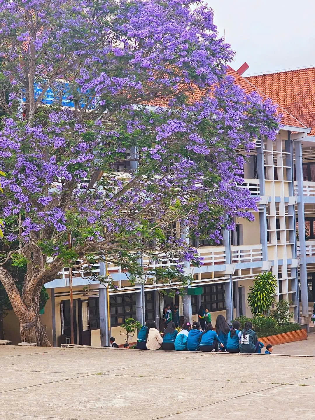 Jacaranda Ungu 3