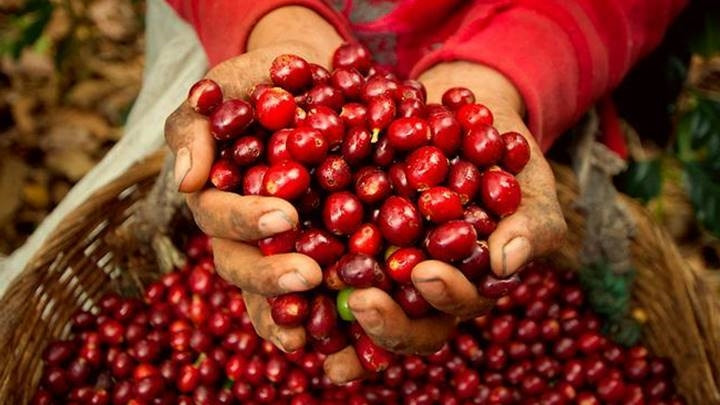 Thị trường cà phê Arabica tăng mạnh do lo ngại nguồn cung thắt chặt