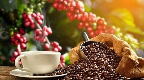 Thị trường cà phê quốc tế và nội địa ngày 21/3 diễn biến phức tạp do lo ngại nguồn cung