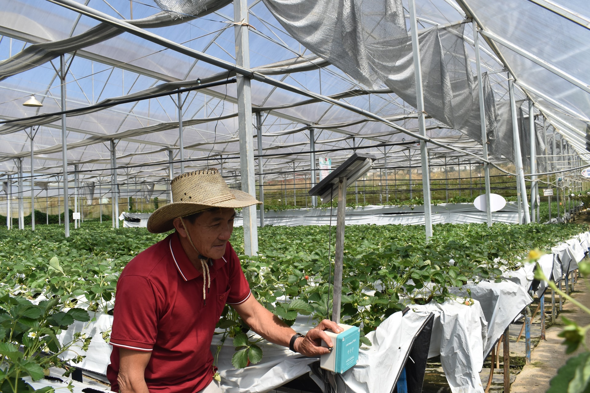 Ứng dụng hệ thống cảm biến trong sản xuất nông nghiệp công nghệ cao tại phường Langbiang Đà Lạt