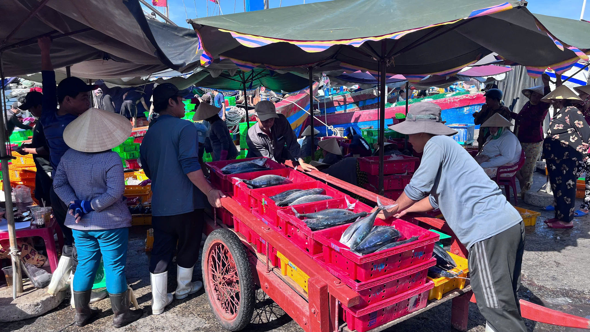 Ngư dân trúng mẻ cá ngừ