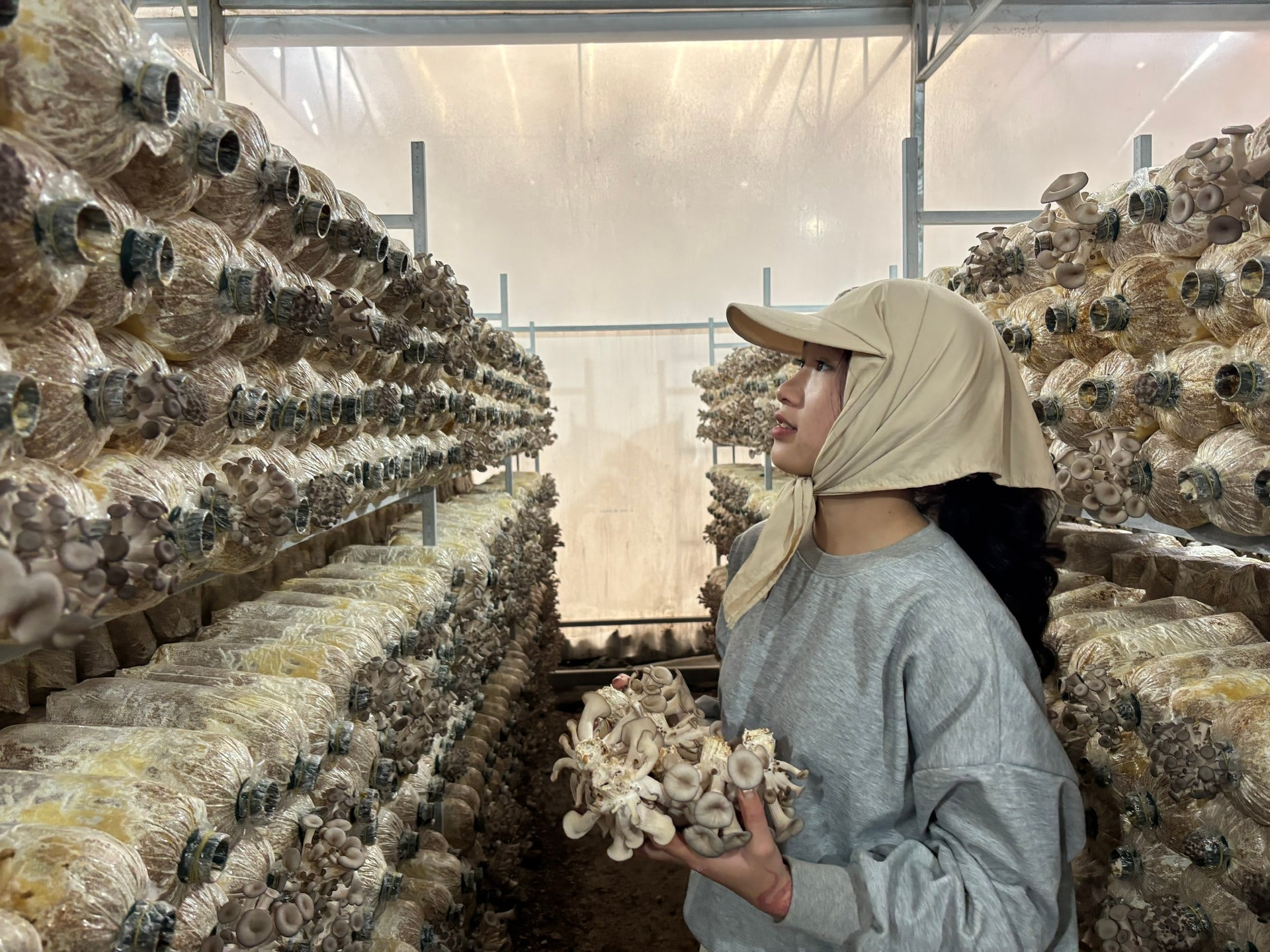 Công ty Thu Anh thu hoạch nấm trồng dưới nhà máy điện mặt trời