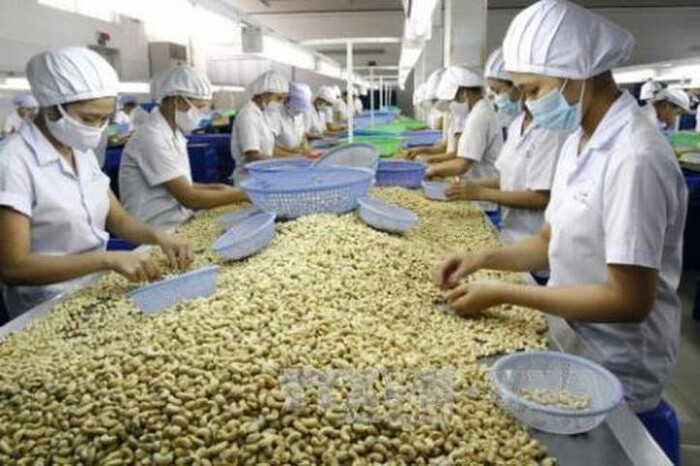 Vùng nguyên liệu điều tại Việt Nam đang đối mặt với thách thức từ thời tiết và diện tích canh tác thu hẹp.