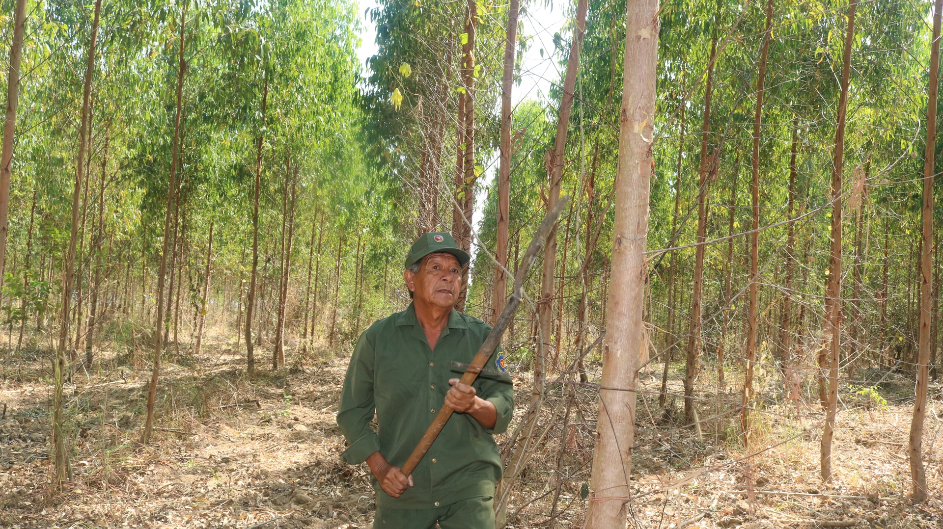 Mr. Nguyen Hoang Oanh takes care of the planted forest under its canopy.