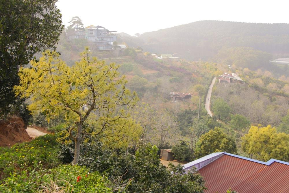 Mùa hoa bơ trên cao nguyên