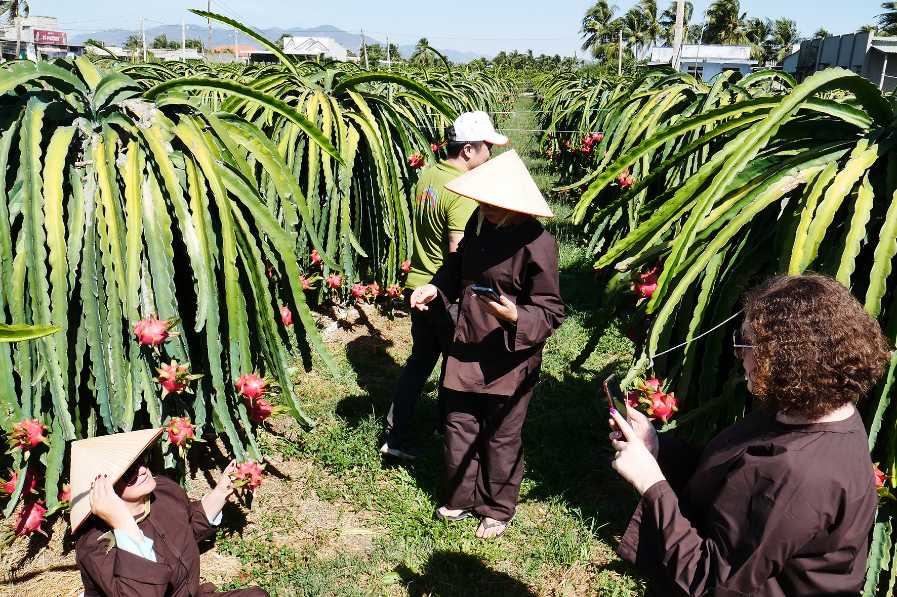 Du kh&aacute;ch tham quan vườn thanh long Ph&uacute; Mỹ, H&agrave;m Thuận Nam (ảnh N. L&acirc;n) (2)