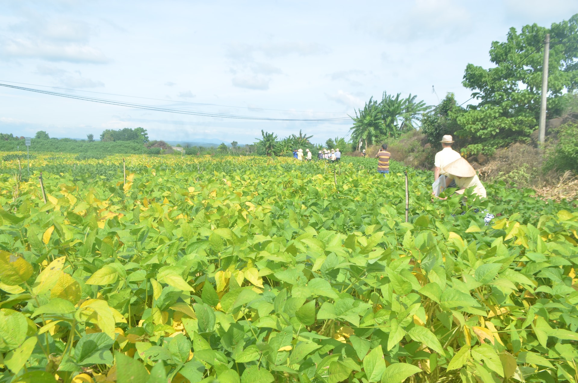 Tái cơ cấu nông nghiệp ở phía Tây tỉnh Lâm Đồng