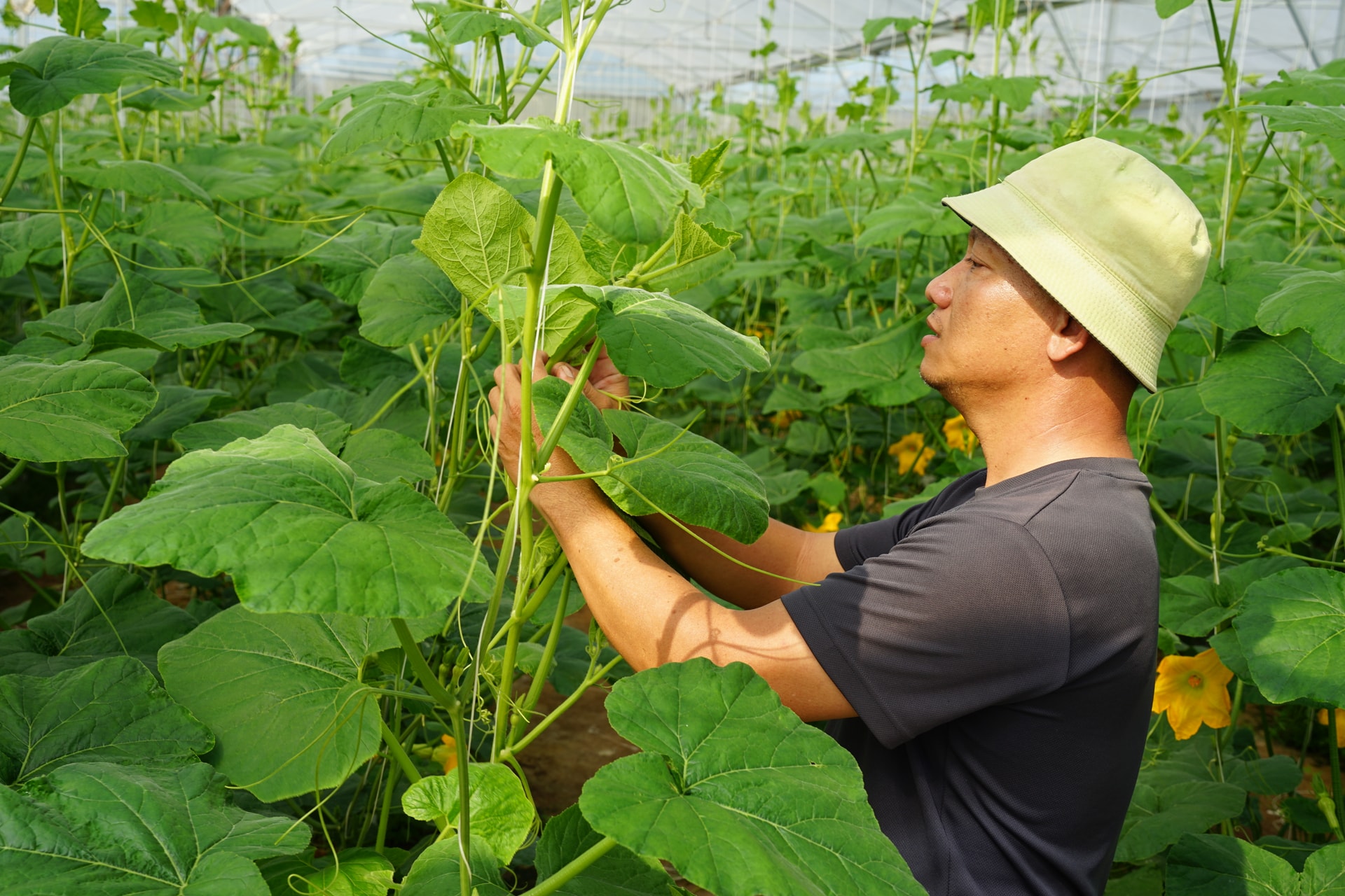Hàm Thạnh “ươm xanh” sinh kế vùng đồng bào dân tộc thiểu số
