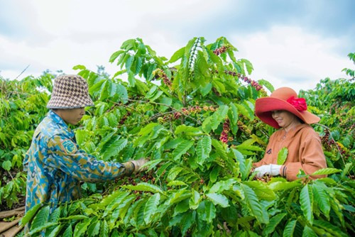 Ngành cà phê Việt Nam tập trung vào chế biến sâu để nâng cao giá trị gia tăng.