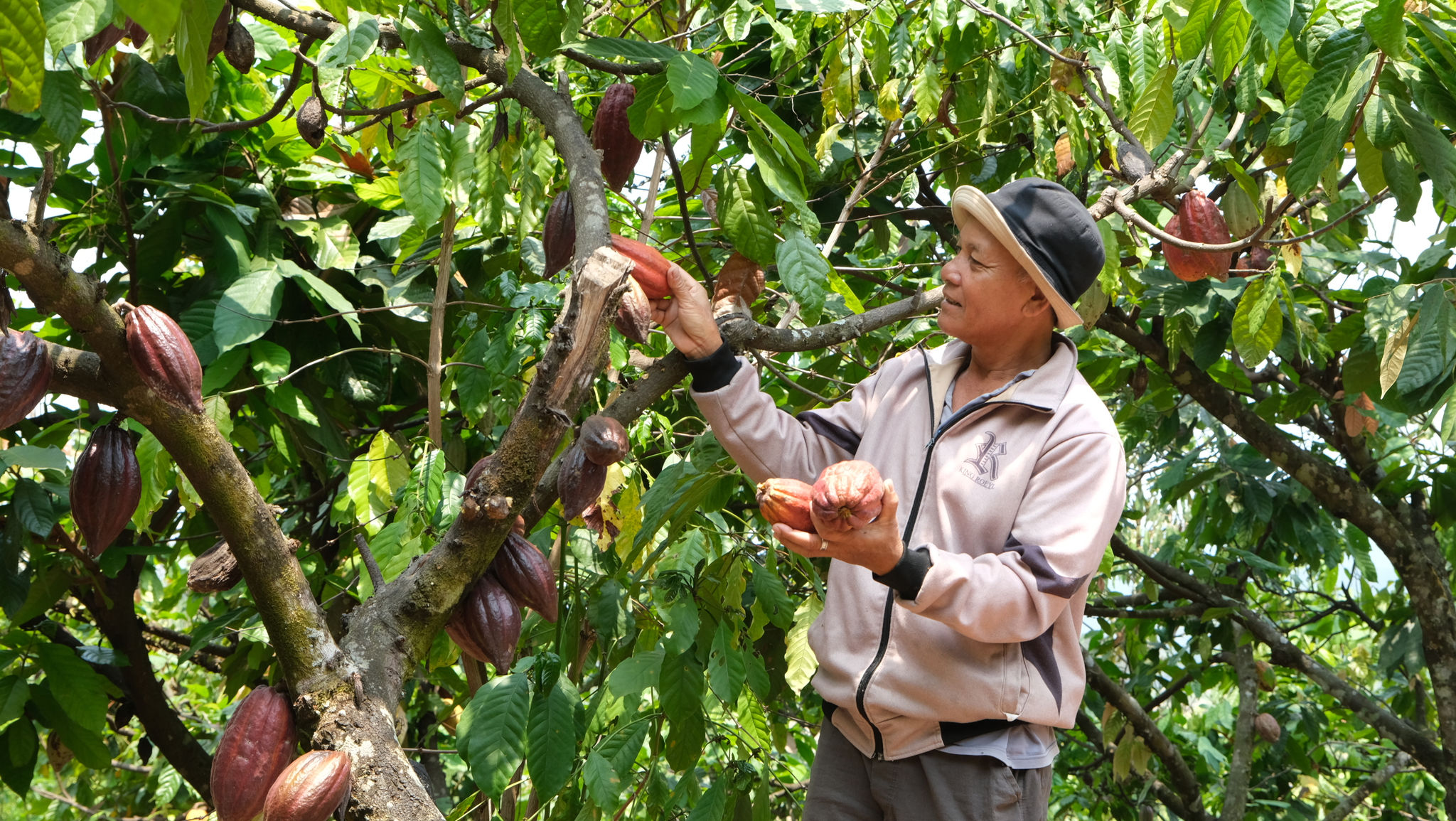 Ông Cil Nếu là một trong những người tiên phong trồng cây cacao tại xã Đam Rồng 4