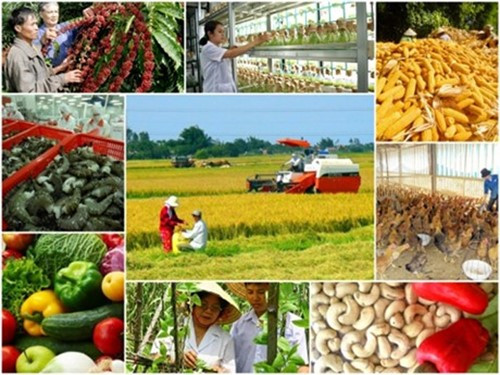Sản xuất và chế biến nông sản xuất khẩu tại Việt Nam