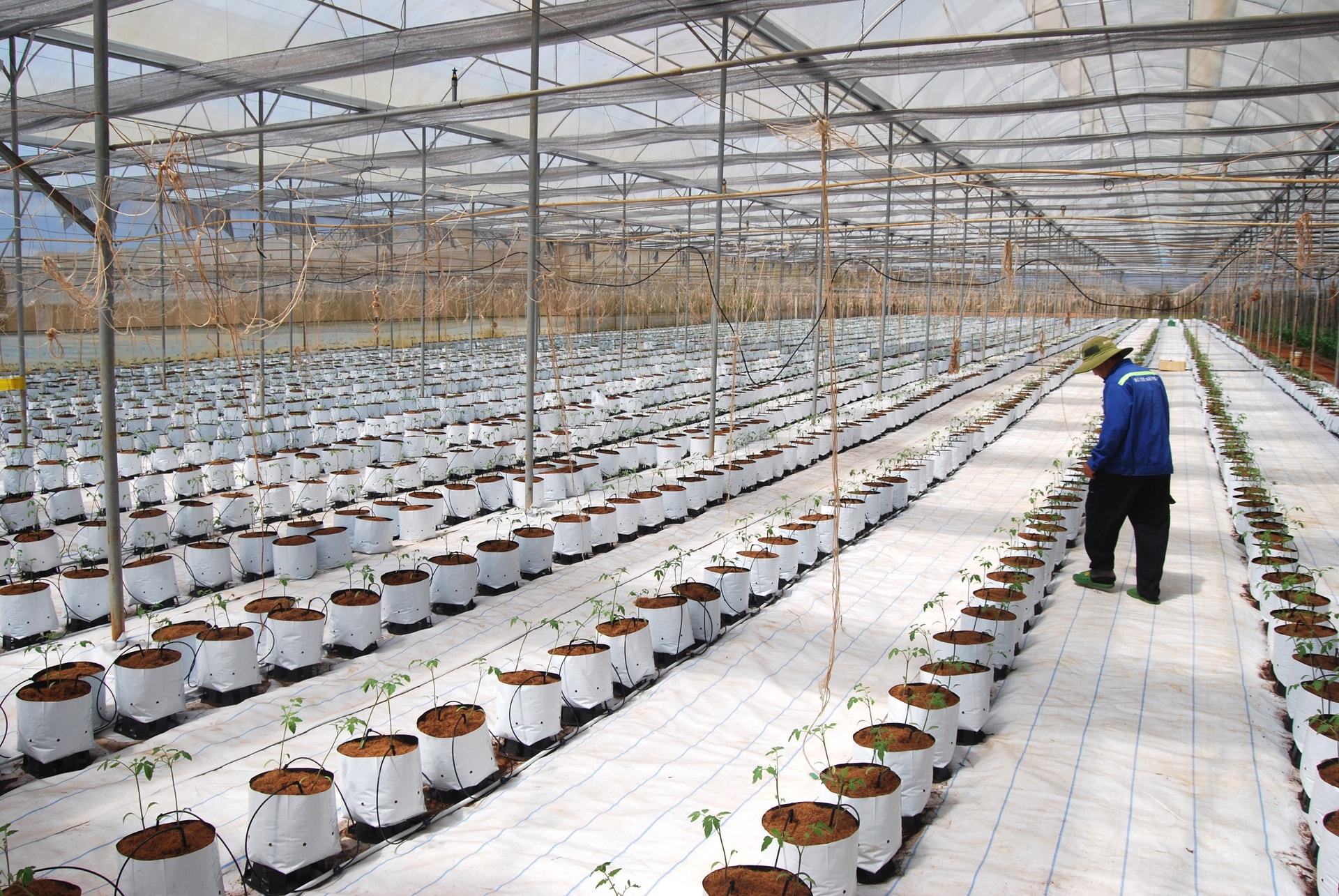 Tưới nhỏ giọt là một trong những giải pháp tiết kiệm nước trong mùa khô hạn (1