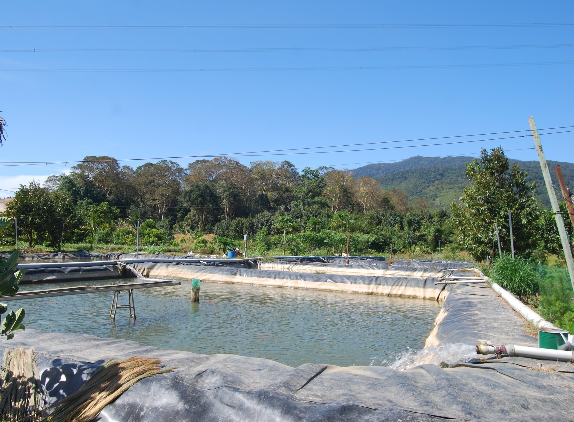 Nuôi cá tầm dẫn nguồn nước lưu thông quanh năm từ đập Bằng Lăng, xã Đam Rông 2