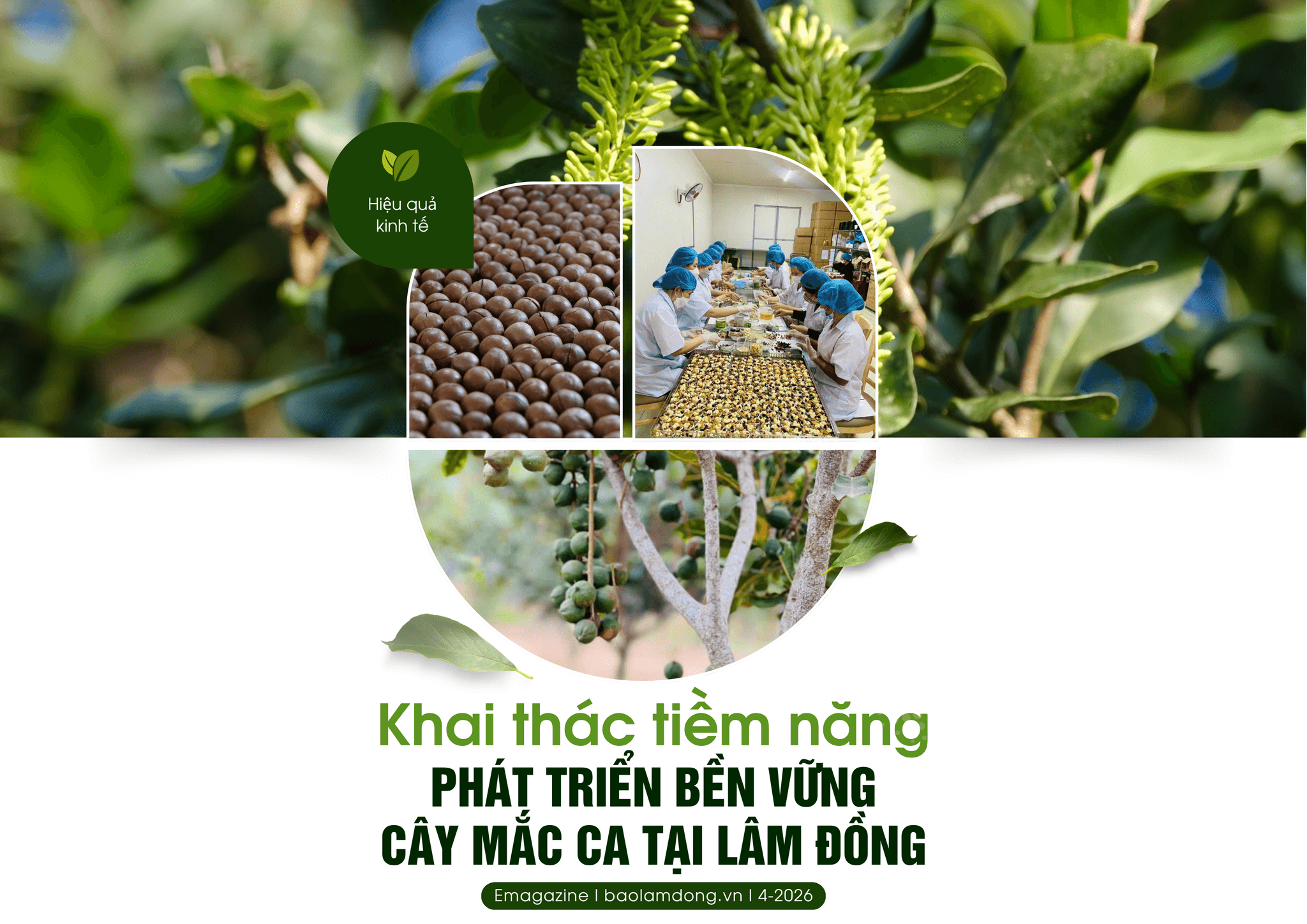 Khai thác tiềm năng, phát triển bền vững cây mắc ca tại Dubai88 nhà cái