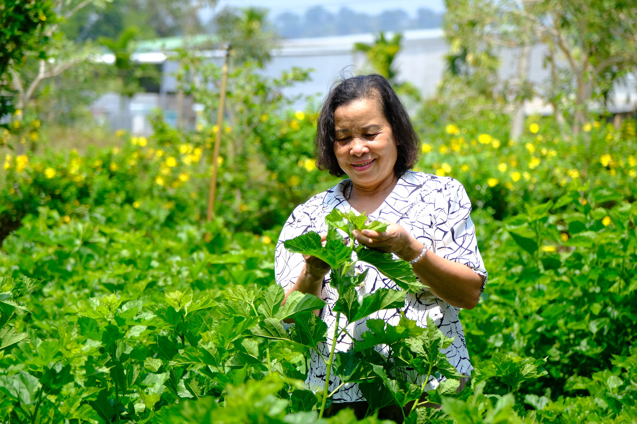 Người dân xã Đạ Tẻh chủ động chuyển đổi cây trồng, thích ứng với điều kiện sản xuất