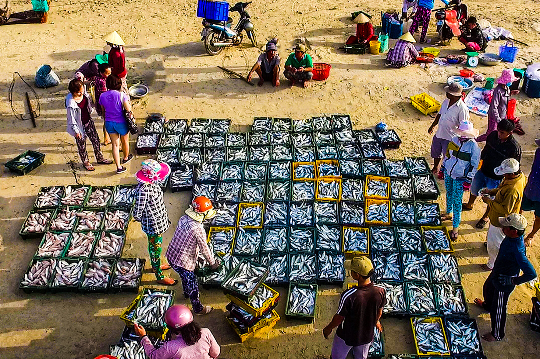 Hải sản về bãi biển Kê Gà, xã Tân Thành