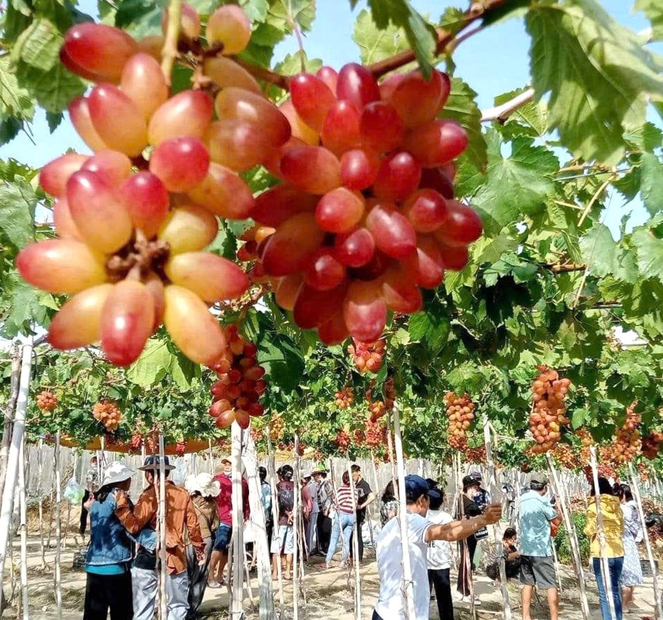 Asmalarda ağır ağır salkım halinde duran yeşil ve kırmızı üzümler, oradan geçen her ziyaretçiyi büyülemeye yeter.