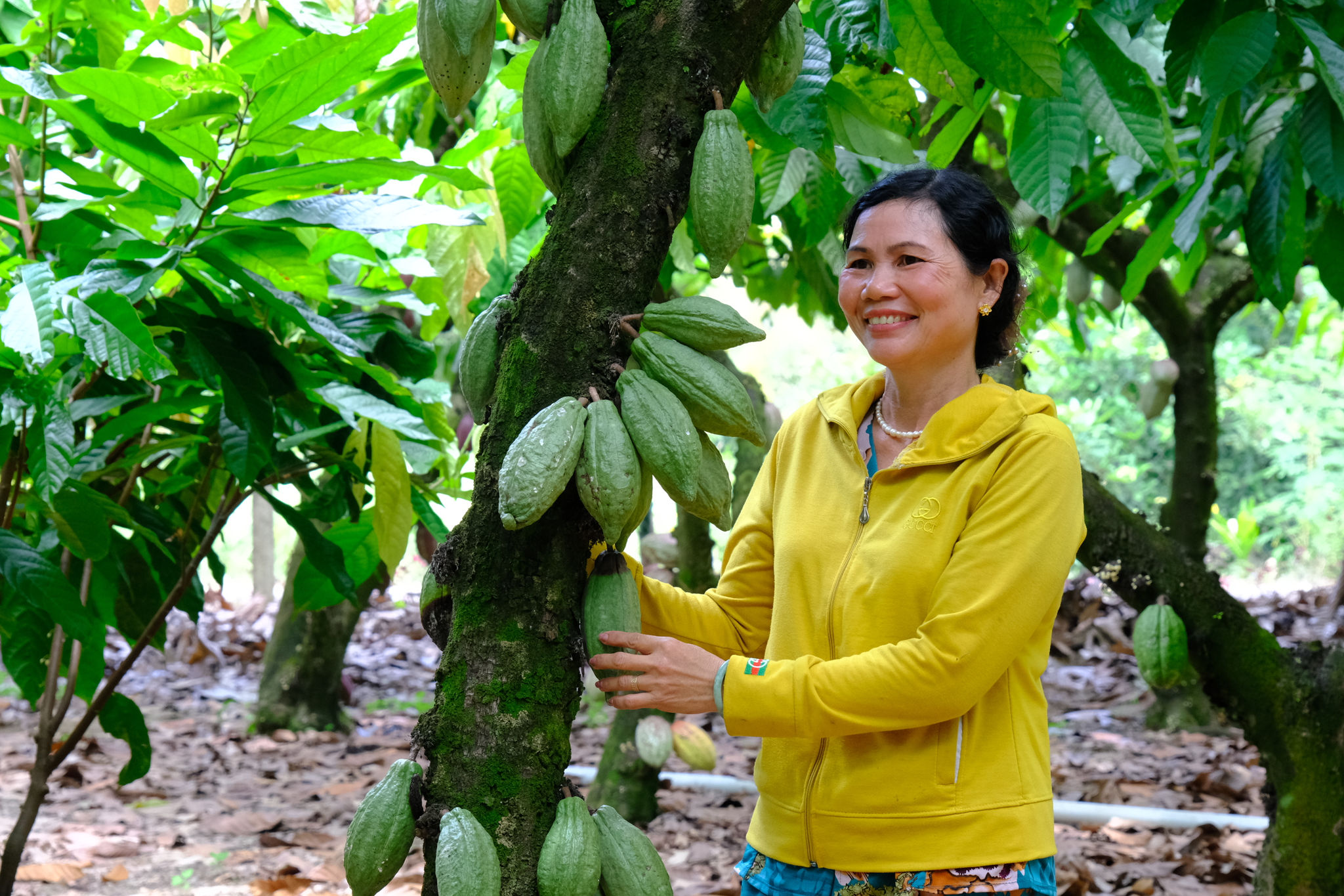 Nông dân tại các xã Đạ Tẻh, Cát Tiên phấn khởi khi tham gia các chuỗi liên kết trồng và tiêu thụ sản phẩm ca cao