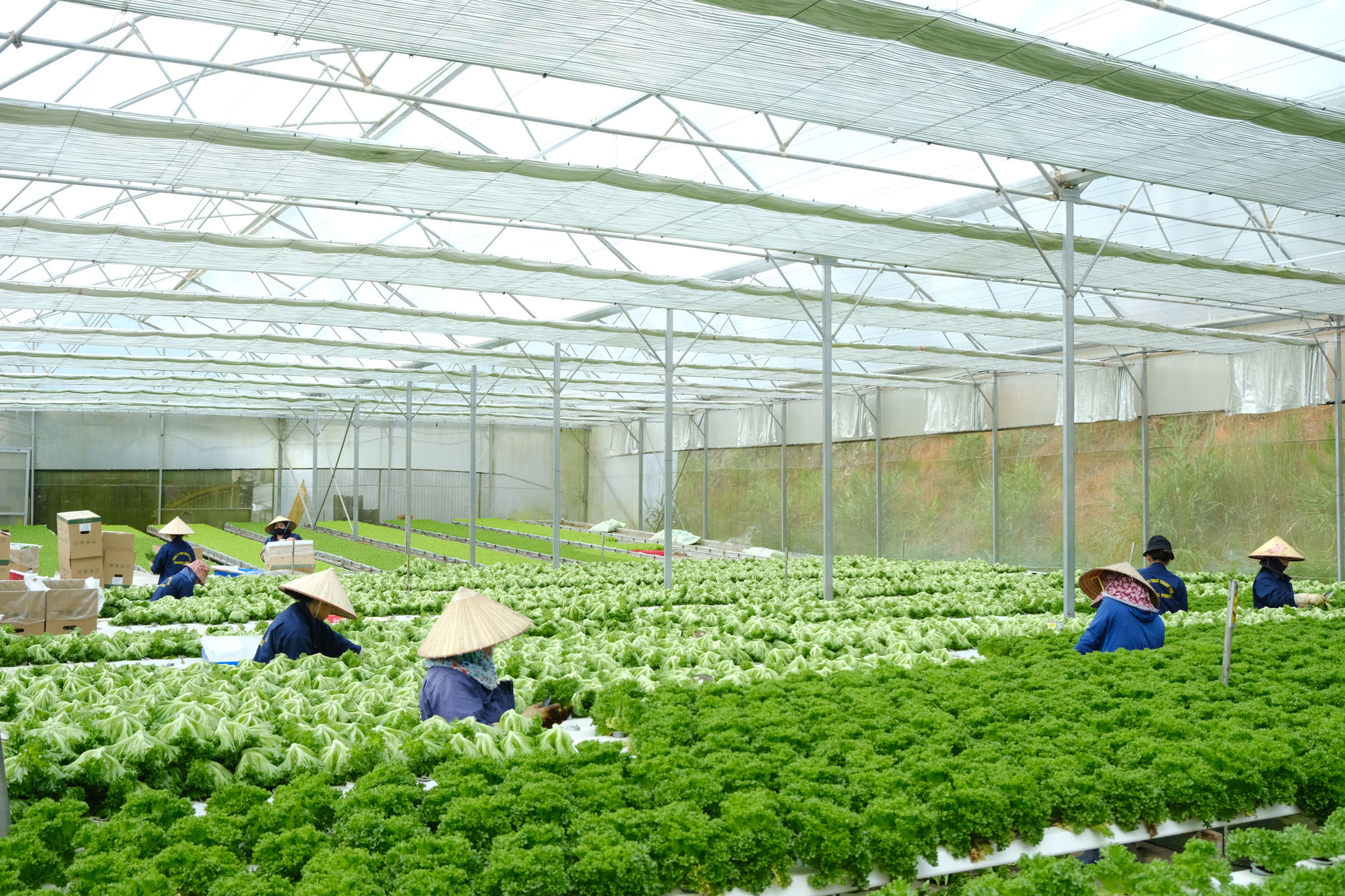 Doanh nghiệp trồng rau xà lách phục vụ xuất khẩu sang thị trường Hàn Quốc