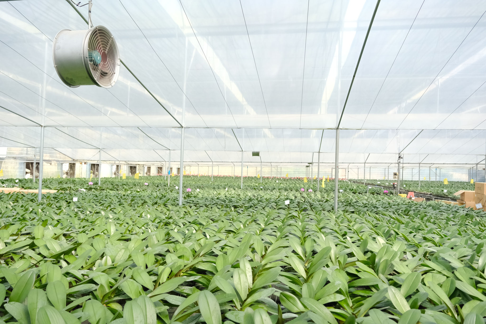 Mô hình sản xuất hoa lan hồ điệp giống tại xã Đạ Tẻh 
