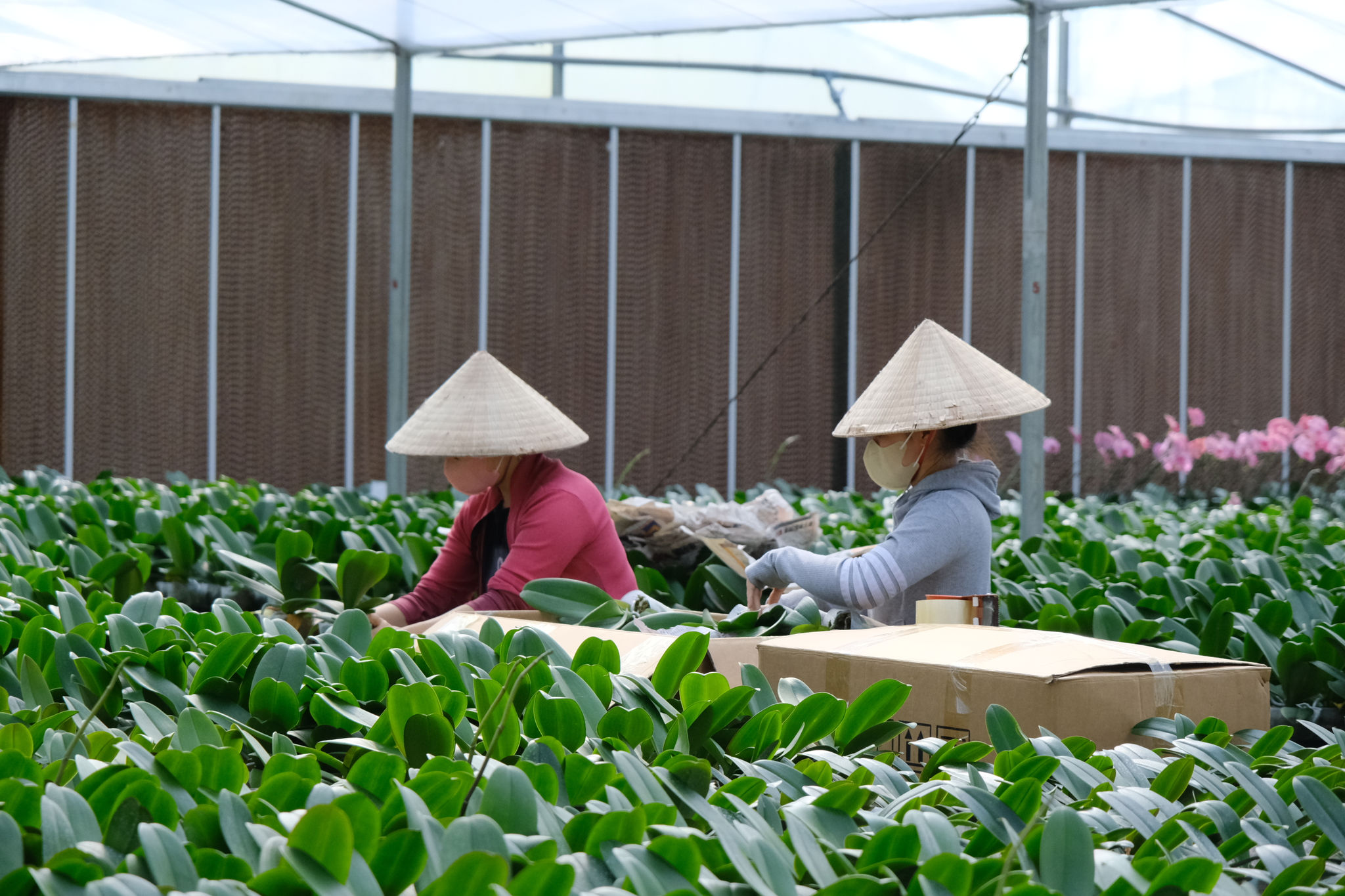 Sản xuất hoa lan hồ điệp giống