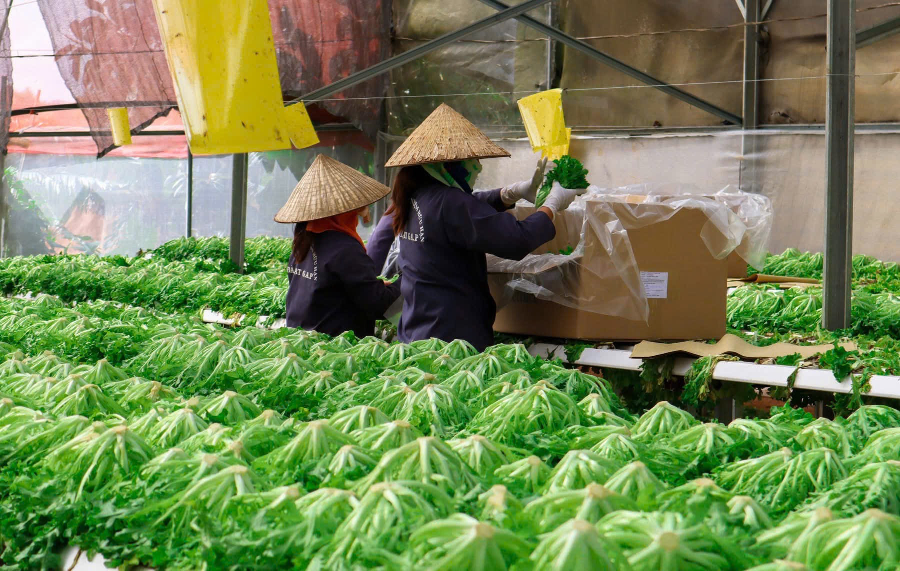 Nhân lực nông nghiệp công nghệ cao vẫn còn chưa theo kịp nhu cầu