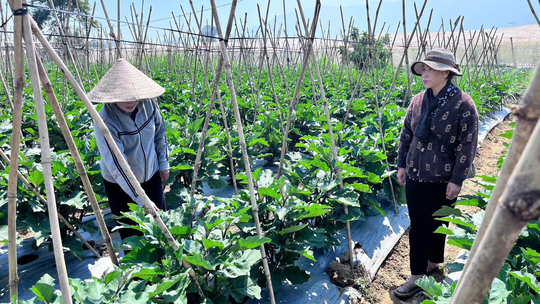 Bà Cruyang Nai Thiên đến thăm hỏi tình hình sản xuất của hộ dân sau khi vay vốn