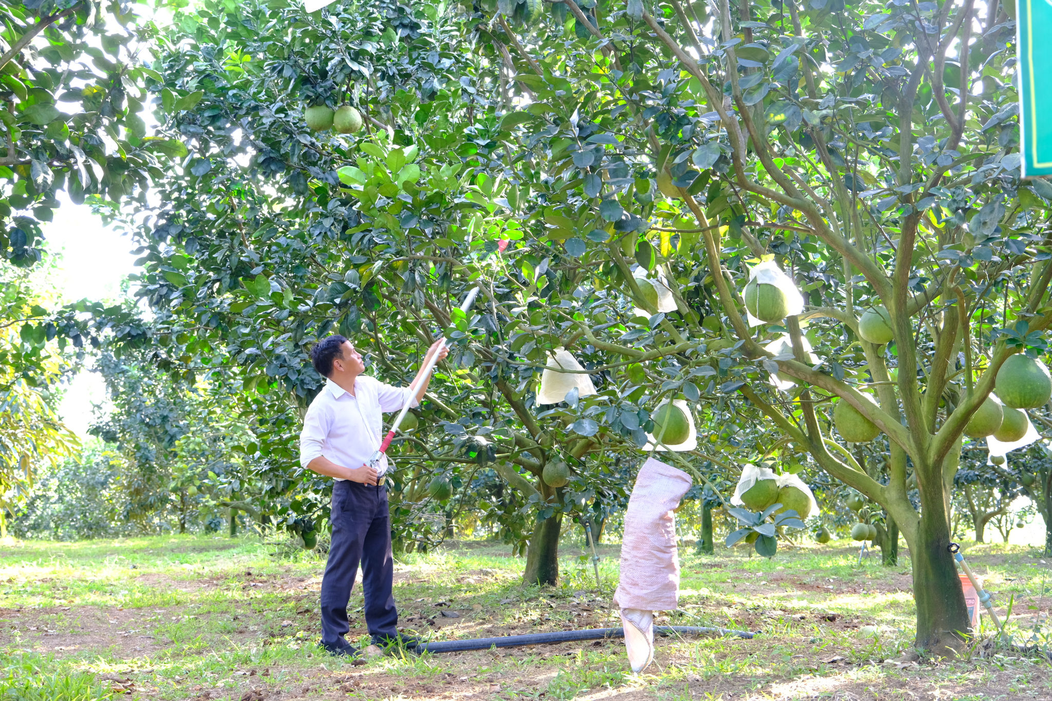 Ảnh 1.2 bưởi