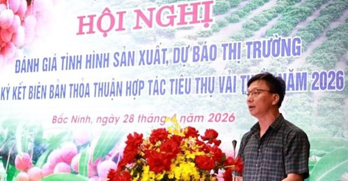 Vụ vải thiều năm 2026 tại Bắc Ninh dự kiến thu hoạch từ cuối tháng 5 đến cuối tháng 6.