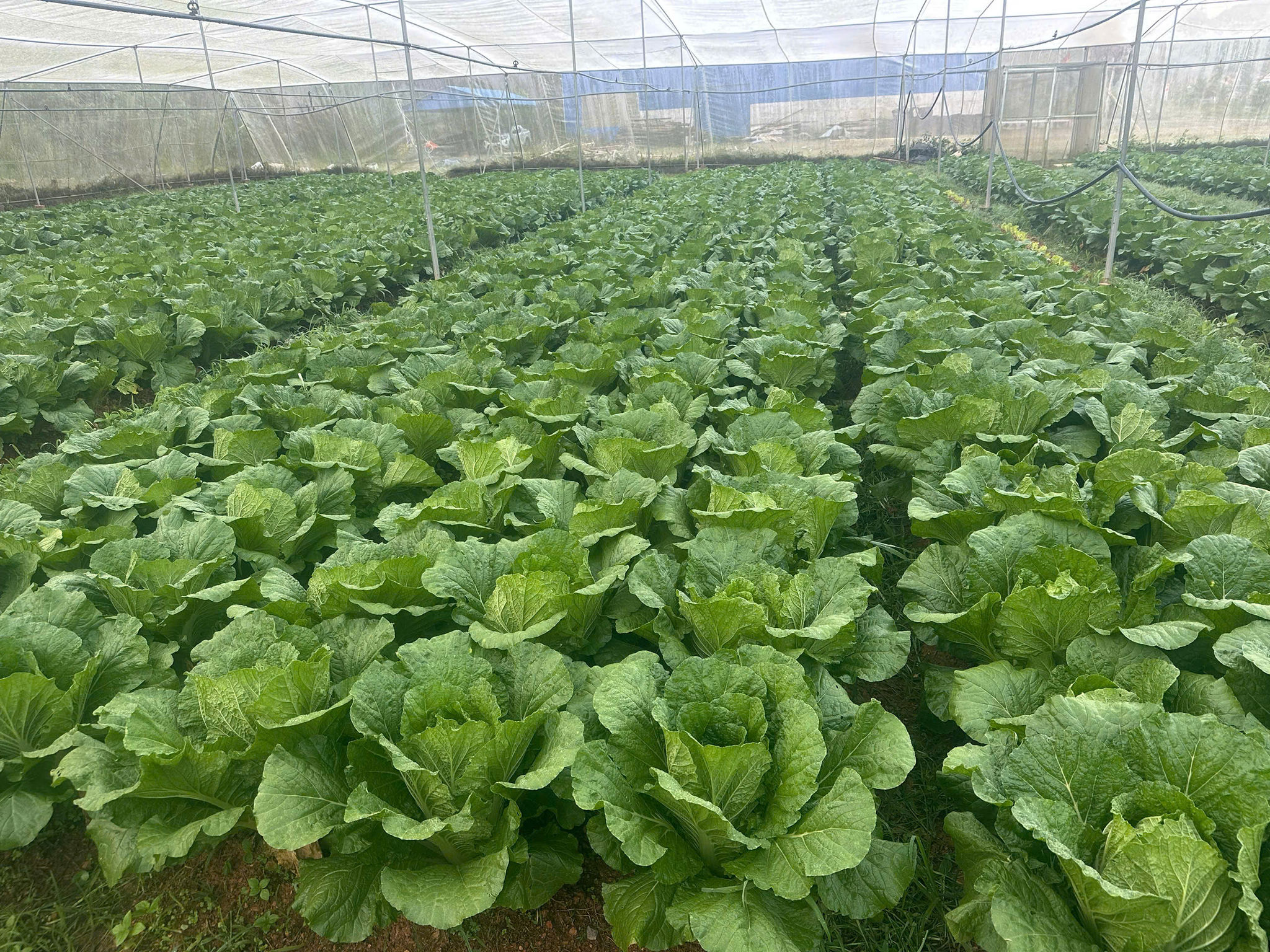 Rau hữu cơ xanh mướt trên nền địa chất núi lửa hoạt động từ 200.000 năm trở về trước