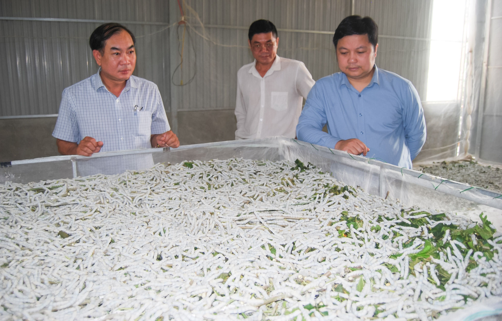nuoi-tam-trong-nha-lanh-dat-hieu-qua-kinh-te-cao-trong-vung-dat-da-nui-lua-xa-k-rong-no(1).jpg