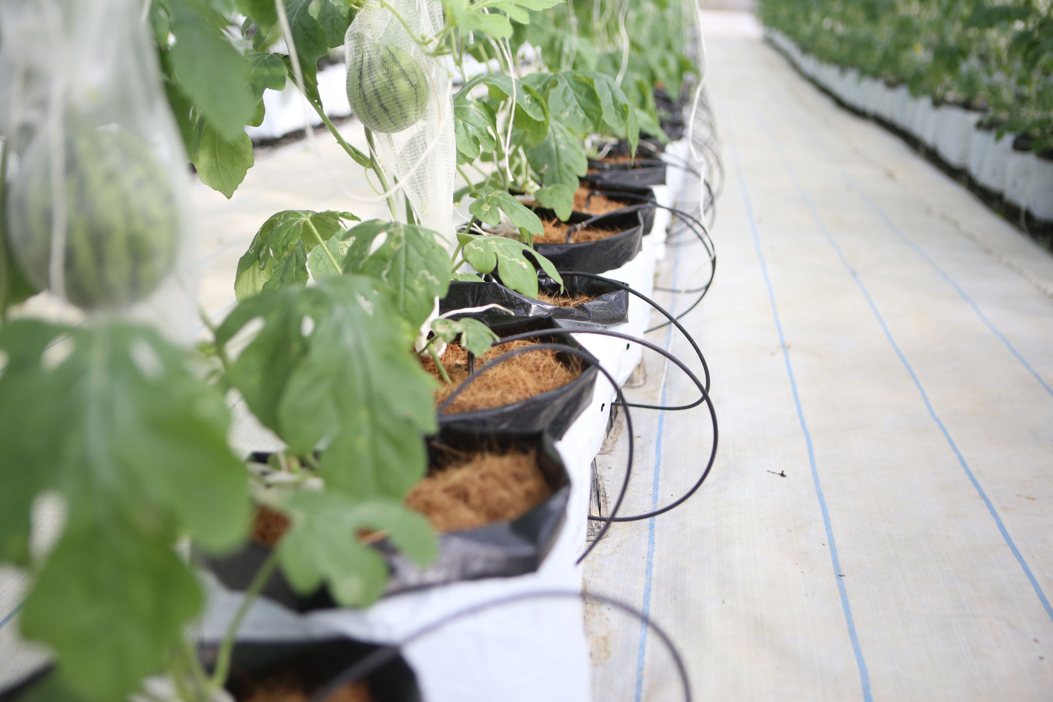 Automated irrigation systems help minimize direct exposure to chemicals and irrigation water, helping protect the health and safety of greenhouse workers