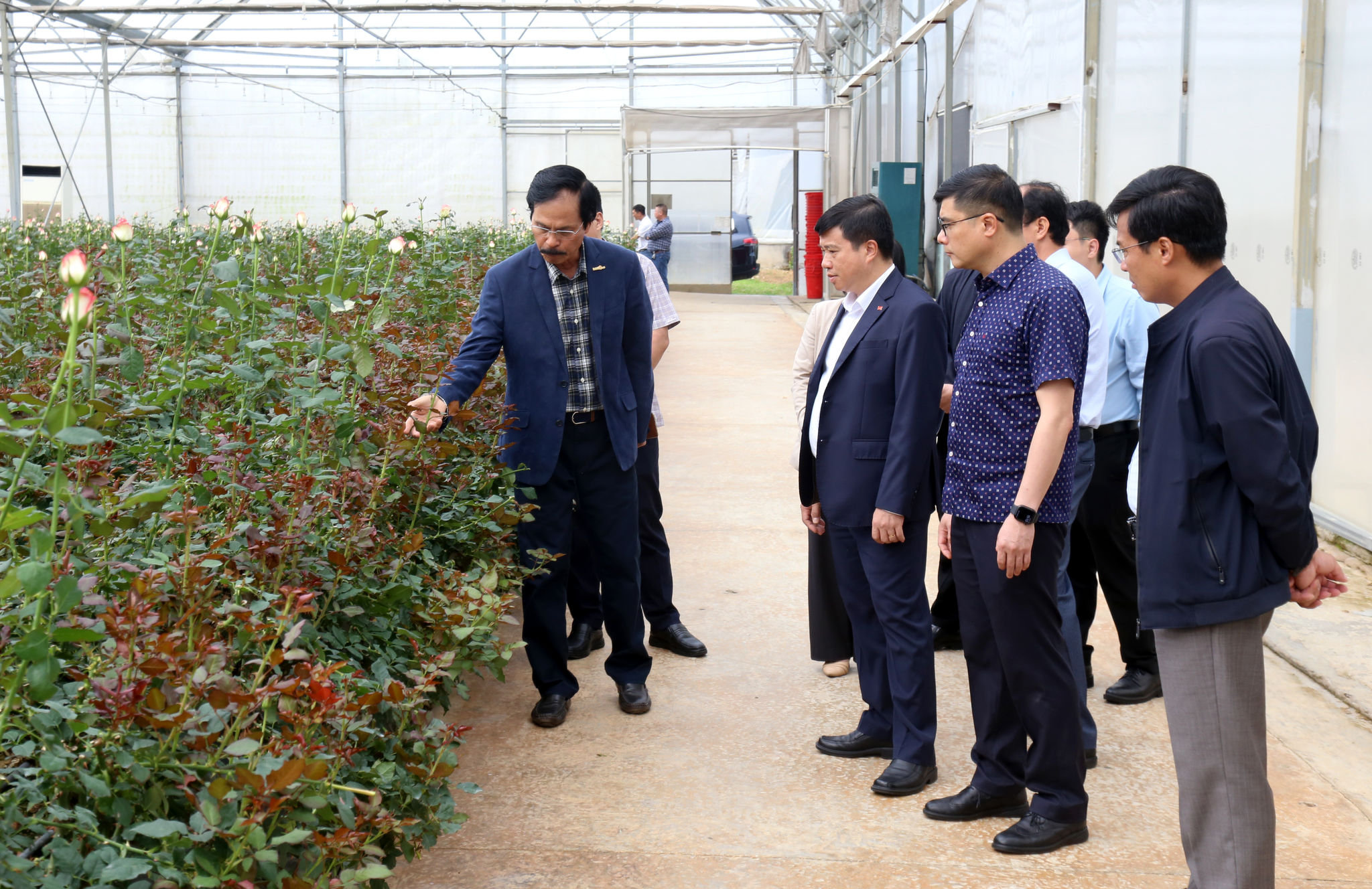 Leaders of Dalat Hasfarm introduce the flower cultivation process to Lam Dong Party Secretary Y Thanh Ha Nie Kdam