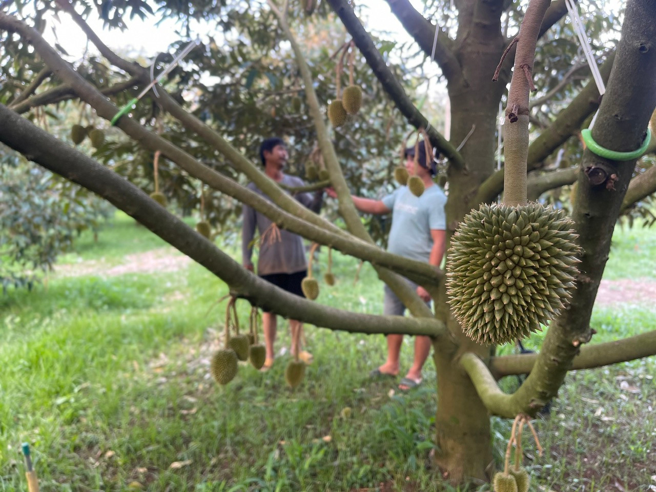 Durian