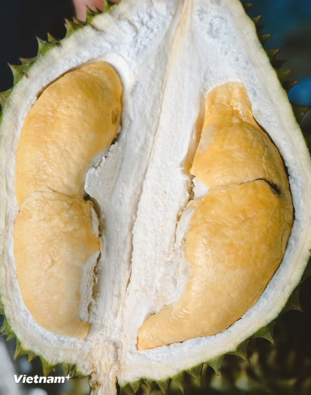 vnp-sau-rieng-1.jpg