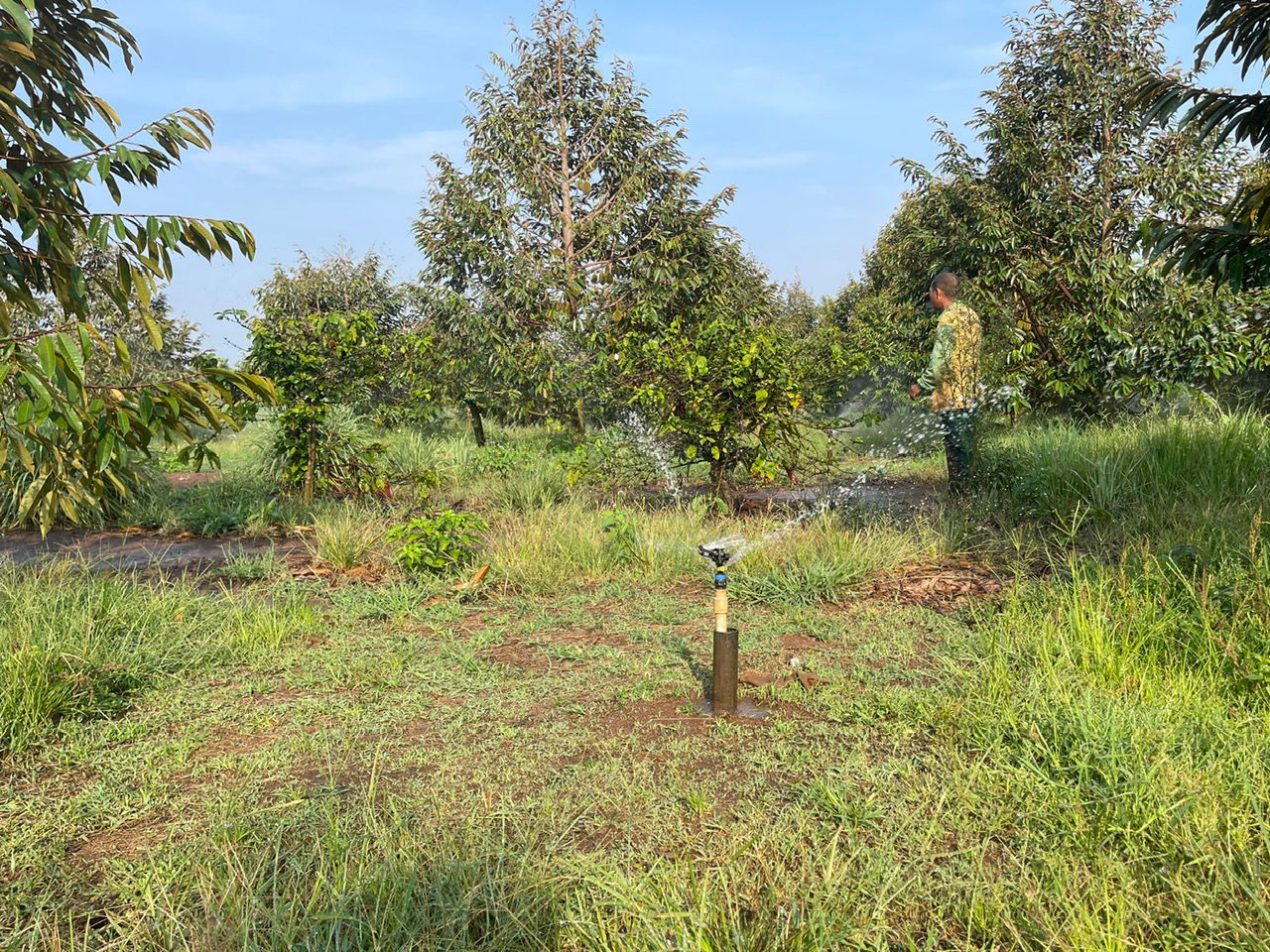 t3_01_sau-rieng3.jpg
