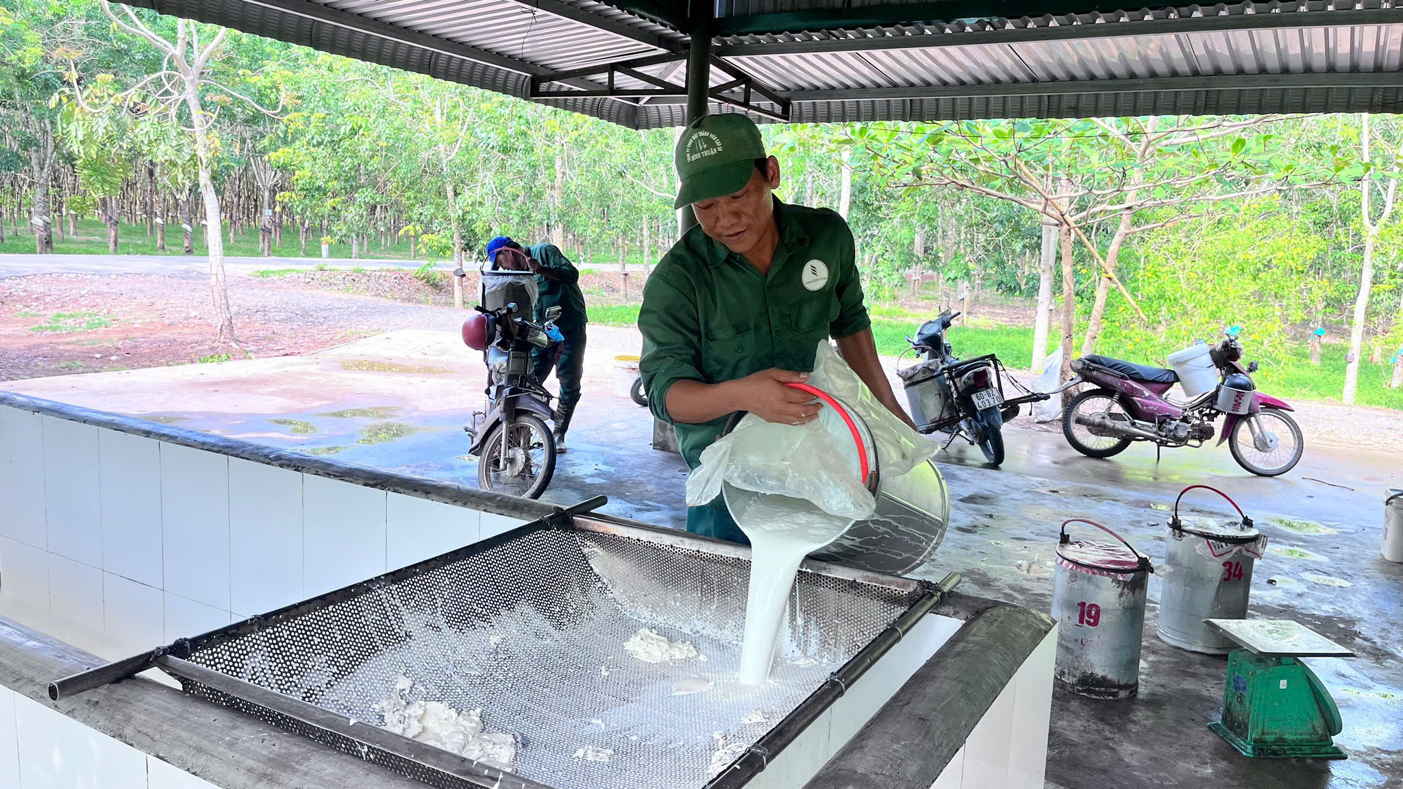 Anh Đỗ Công Đam chở mủ cao su về điểm tập kết