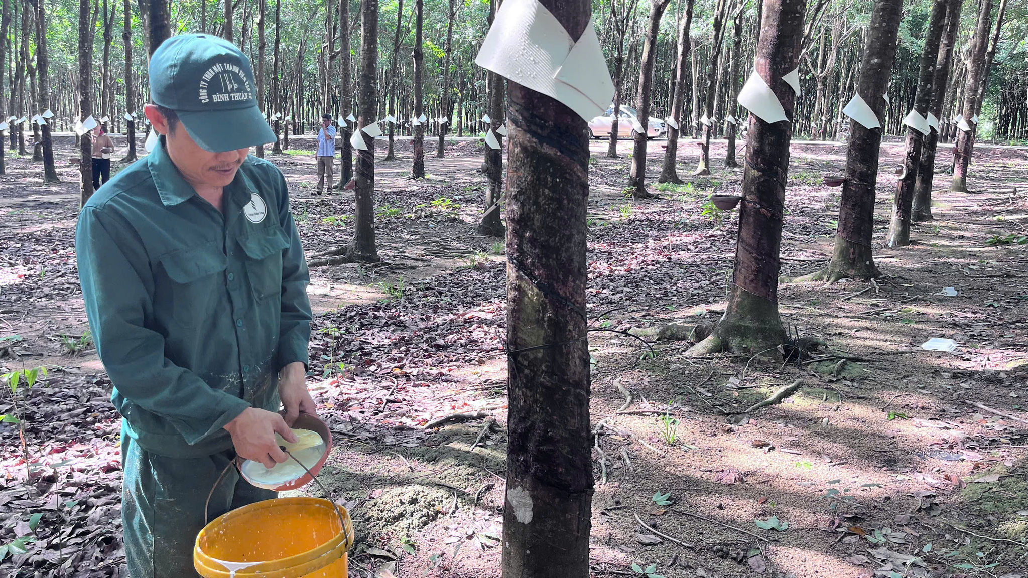Anh Võ Siêng Dân đang thu hoạch mủ cao su
