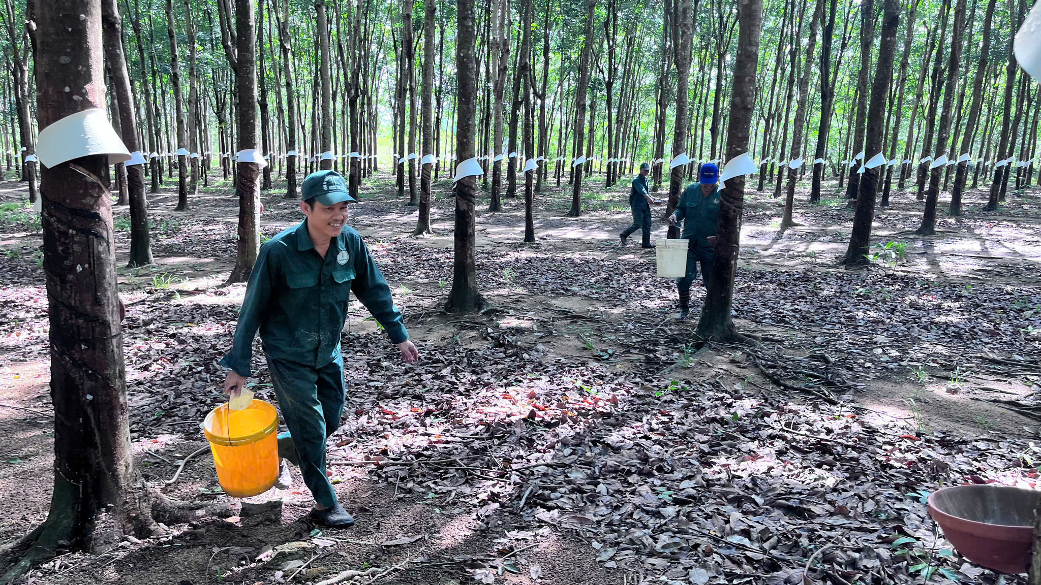 Công nhân cao su phấn khởi vào vụ mới