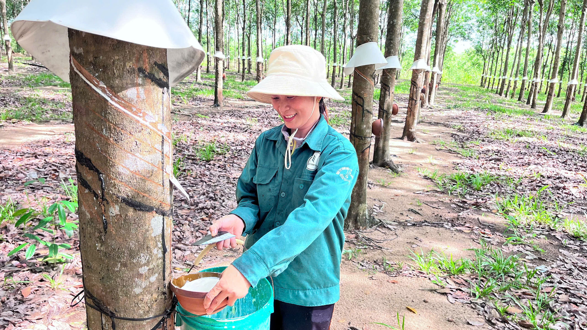 Nông dân vui mừng khi mủ cao su tăng giá