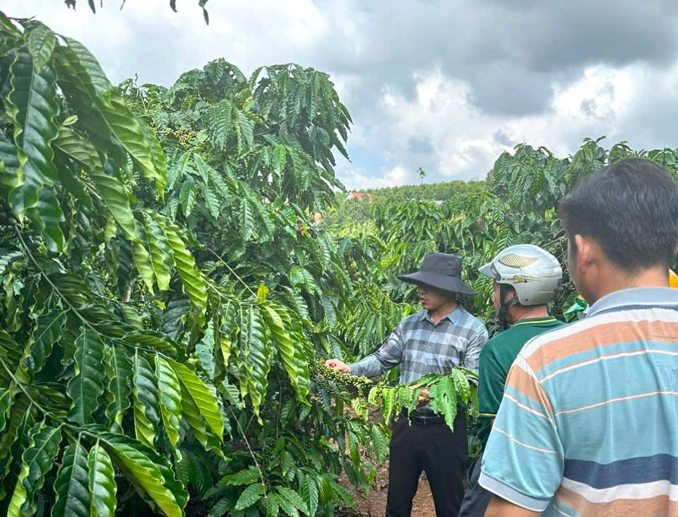htx-bac-tan-ha-group-da-bat-tay-voi-htx-binh-loc-phuong-2-bao-loc-huu-co-hoa-quy-trinh-ky-thuat-moi-tren-ca-phe-cua-nong-ho-thanh-vien..jpg