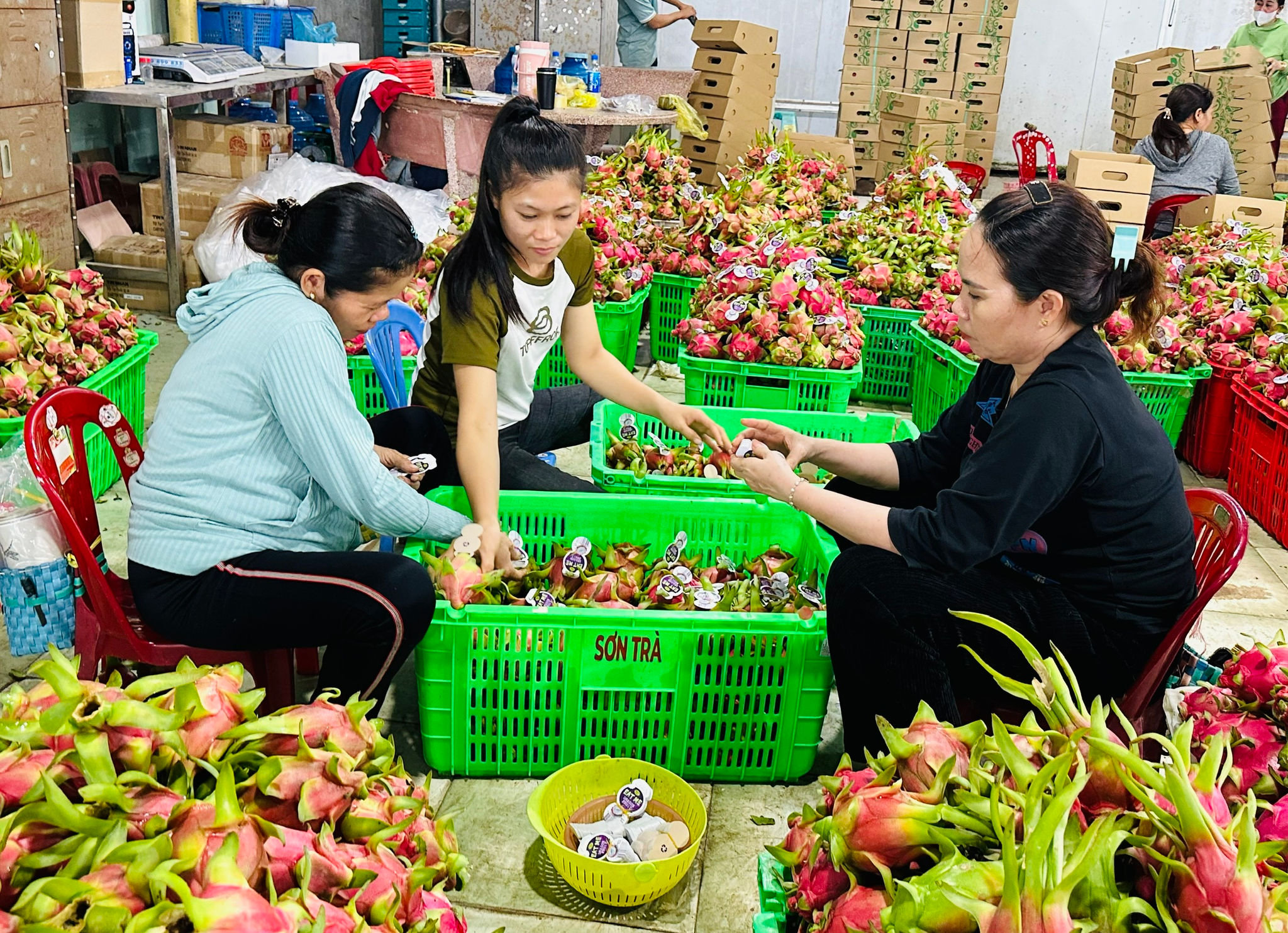 Dragon fruit in Lam Dong is prepared for export after harvest
