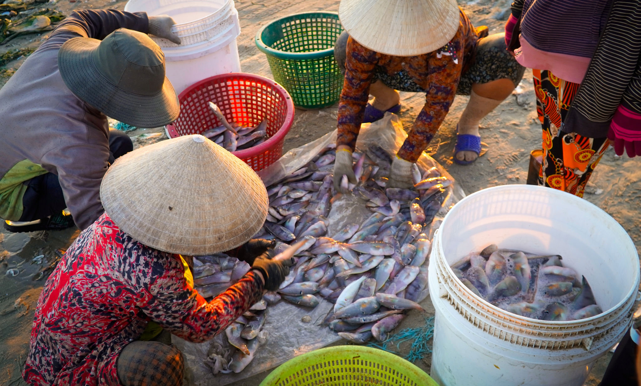 Fresh rabbitfish are selected and purchased directly on the beach after boats return to shore